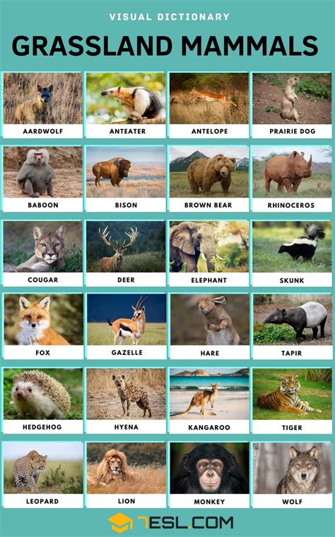 List of Grassland Animals in English with Pictures • 7ESL