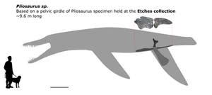 Pliosaurus size chart for wikipedia (updated) by AlternatePrehistory on DeviantArt
