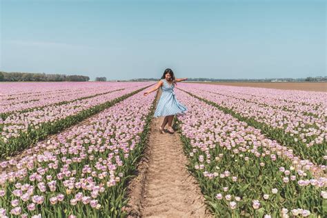 Netherlands Tulip Fields 2024 : How to Visit for Free + Insider Tips!