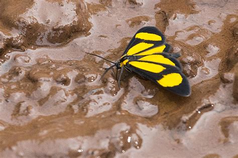 Argentine Butterflies 1, Iguazú National Park, Argentina