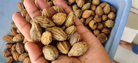 Kanha Ji Organic Mahua Seed, Packaging Type: Bag, Packaging Size: 50 Kg ...