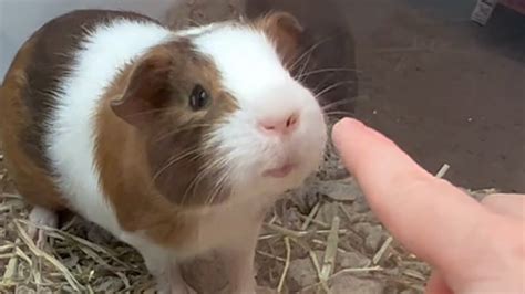 Petco On X: #Didyouknow The Guinea Pig Can Open Its Eyes