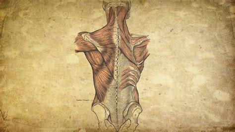 30 Anatomy Wallpapers - Wallpaperboat