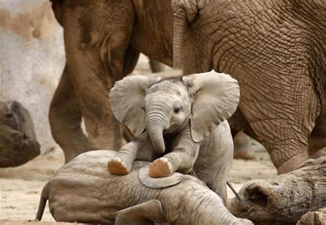 jugando | Tiere, Süße tiere, Elefanten