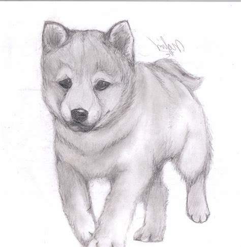 Image associée | Animal drawings, Cute animal drawings, Animal sketches