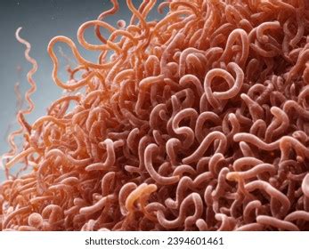 Borrelia Burgdorferi Spirochetes Long Slender Bacteria Stock Illustration 2394601461 | Shutterstock