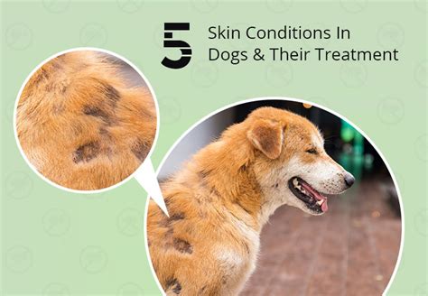 Are Dog Skin Infections Contagious