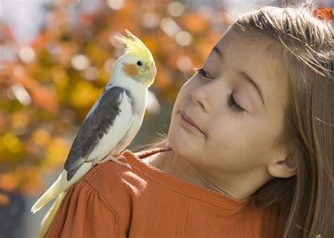 Des oiseaux qui font de bons animaux de compagnie pour les enfants