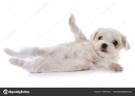 Puppy maltese dog — Stock Photo © cynoclub #173841592