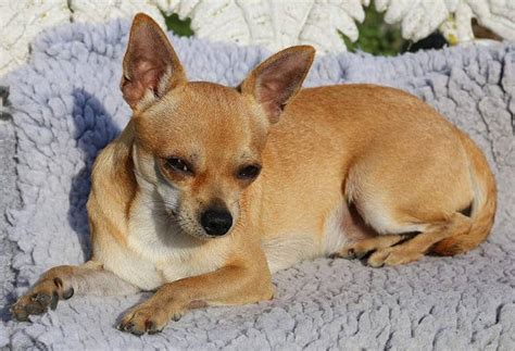 150+ Perfect Chihuahua Names - My Dog's Name