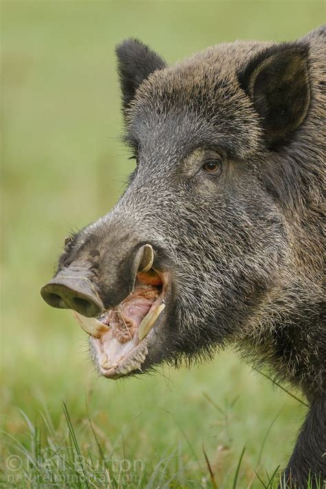 Daddy pig by Neil Burton on 500px | Pig hunting dogs, Wild pig, Wild hog