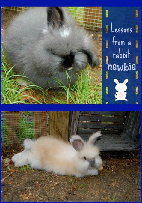 Don't make the same mistakes as us! Learn from our lessons as a rabbit owning newbie - The Cape Coop