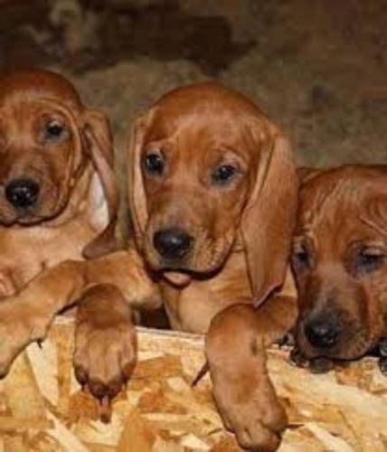 Redbone Coonhound Dog Breed Information, Images, Characteristics, Health