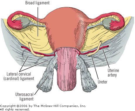 cardinal ligament supporting uterus | Uterus | Pinterest | Anatomy ...