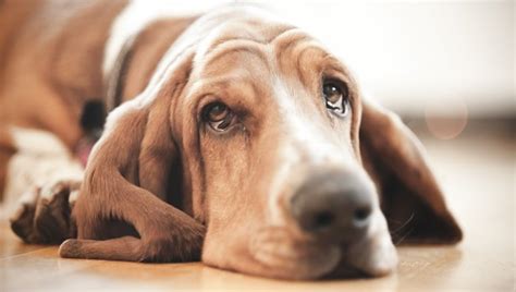 Hypoglycemia (Low Blood Sugar) In Dogs: Symptoms, Causes, And ...