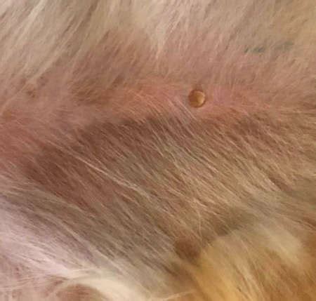 Brown Spots on Dog Skin: Pictures & Vet Advice