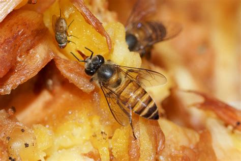 Apis cerana (Asian honeybee) | CABI Compendium