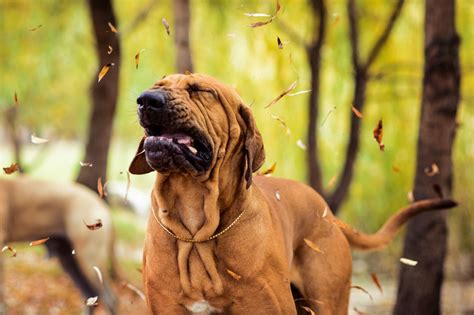 Punkt verheiratet Seekrankheit wie hört sich husten beim hund an Prinz Zaun Priorität