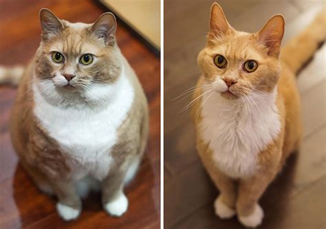 51 Amazing Cat Weight Loss Transformations