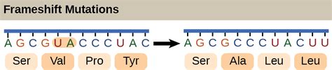 23.1 – The Genetic Code – Biology 110 PSU Dubois