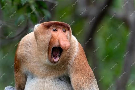 Premium Photo | Portrait of aggressive Male Proboscis Monkey Nasalis larvatus in Sabah Borneo ...