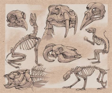 Animal Bones Drawings