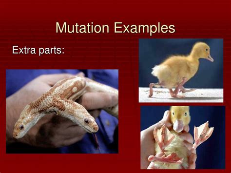 PPT - Mutations PowerPoint Presentation, free download - ID:3259892