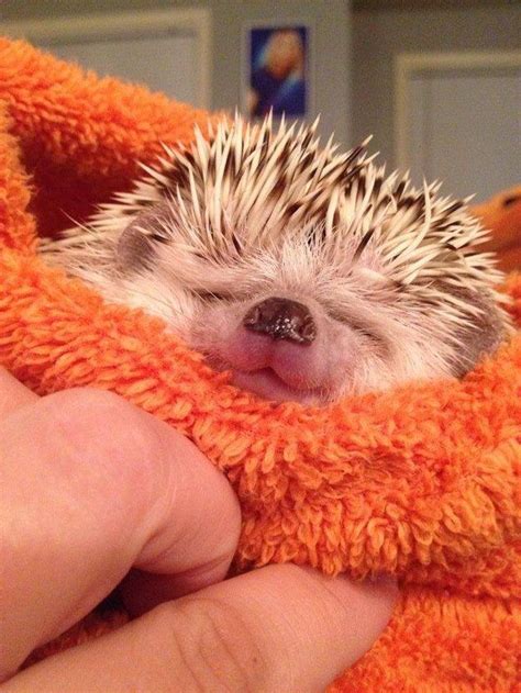 ...and SMILE!! | Cute hedgehog, Cute baby animals, Baby hedgehog