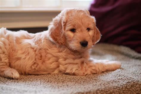 River Valley Goldendoodles Puppy breeder in NY near PA near NYC | Mini ...