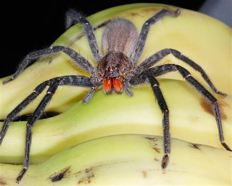 Are Banana Spiders Venomous? The Answer Might Surprise You