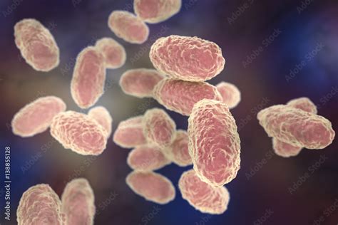 Bacteria Bordetella pertussis, 3D illustration. Gram-negative coccobacilli bacteria which cause ...