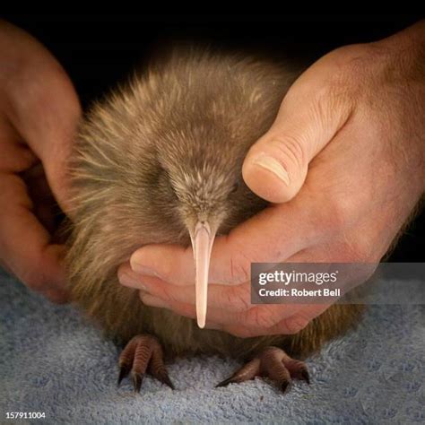 13 Kiwi Bird Egg Stock Photos, High-Res Pictures, and Images - Getty Images