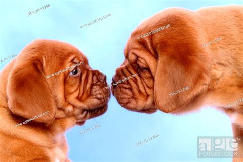 Dogue de Bordeaux Puppies, Stock Photo, Picture And Rights Managed Image. Pic. TFA-JH-17780 ...