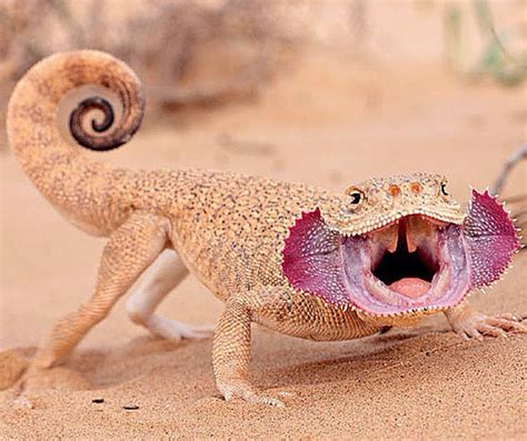 Turan toad-headed agama (Phrynocephalus mystaceus) | Rare animals ...