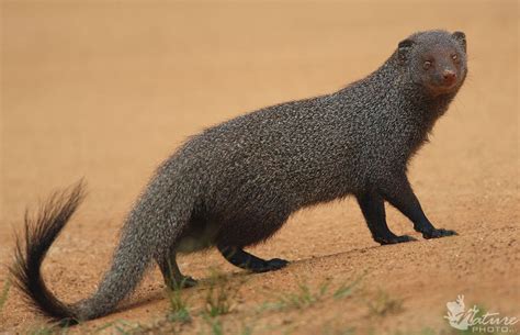 Indian gray mongoose | Animals, Mammals, Animals wild