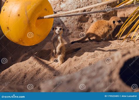 Meerkat Puppy in Conservation Center Stock Image - Image of center, adapted: 179522485