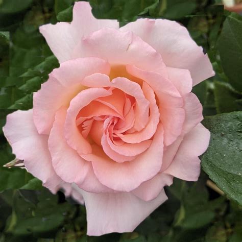 Buy rose Compassion (climbing hybrid tea) Rosa Compassion: £14.99 ...