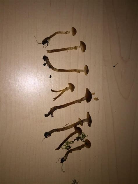 Possible Psilocybe fimetaria? : r/ShroomID