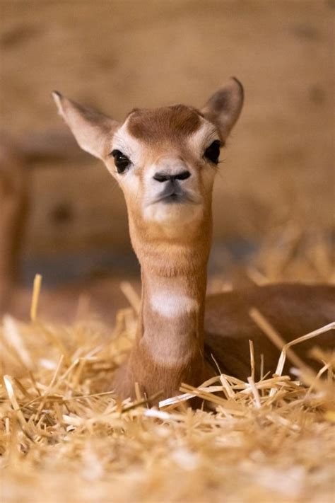 Cute baby gazelles born at Columbus Ohio zoo