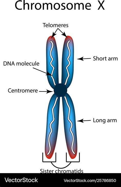 Labeled Chromosome Structure Diagram - img-probe