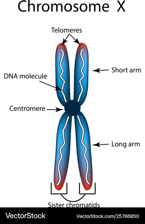 Structure chromosome infographics Royalty Free Vector Image