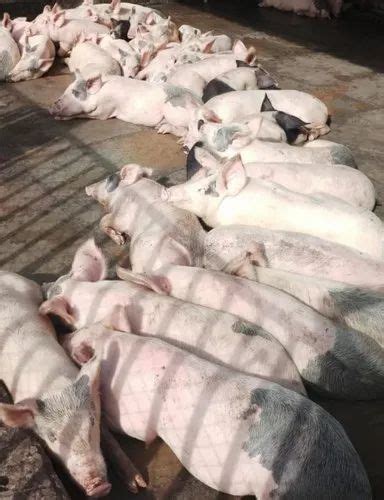 Large White Pigs, 6months, 120kgs at Rs 4000/piece in Bengaluru | ID ...