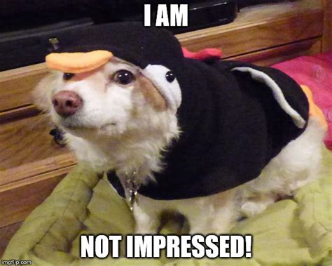 Not Impressed Meme Dog