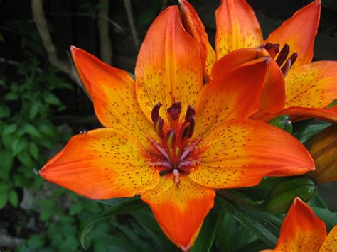 Fire Lilies (Lilium Bulbiferum) | Flower Glossary