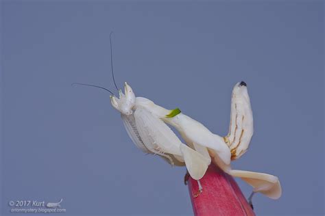 Hymenopus coronatus IMG_7811 copy | Female sub-adult Orchid … | Flickr