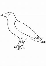 Coloring Pages  Printable Crow Page For Kids sketch template