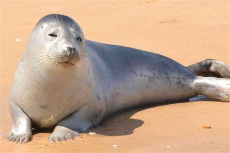 Seal Of Approval Free Stock Photo - Public Domain Pictures