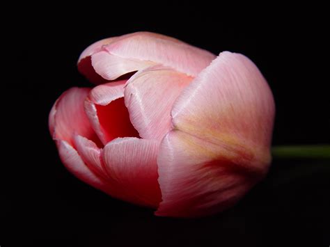 Light Pink Tulip Side | Melissa Doroquez | Flickr