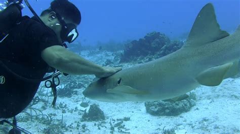 Cozumel Scuba Diving - YouTube