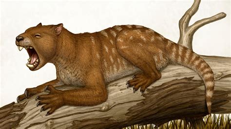 Scientists reconstruct skeleton of terrifying prehistoric 'marsupial lion' - CNET